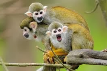 Three monkeys sitting on a tree