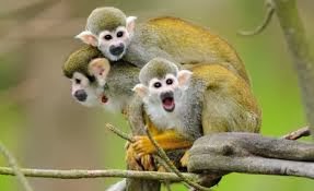 Three monkeys sitting on a branch